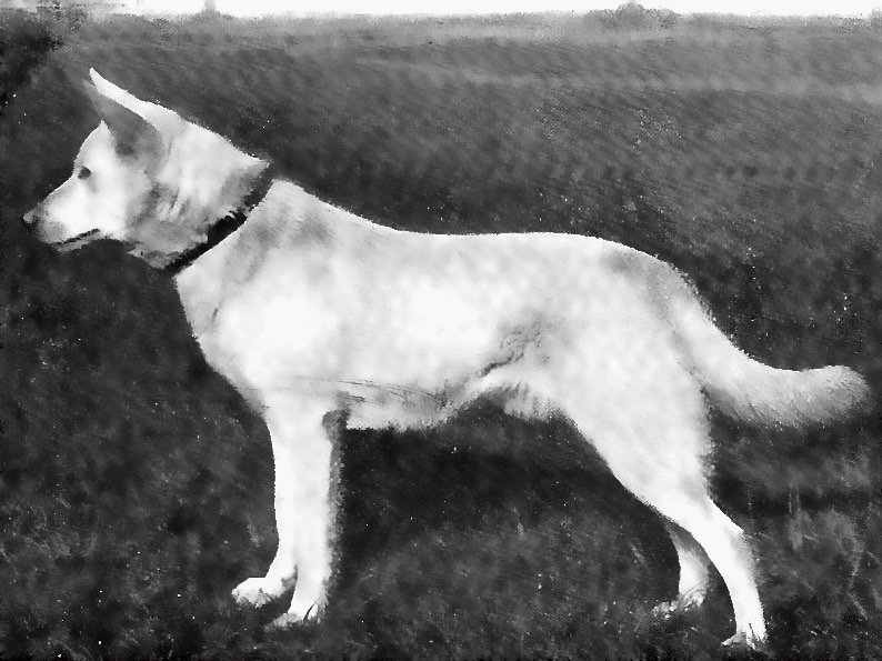 Greif von Sparwasser